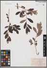 Foto von Salix aurita L. x Salix purpurea L.